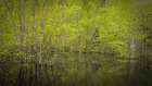 USA, New Jersey, Pine Barrens National Preserve. Spring foliage on trees in pond. Art Print